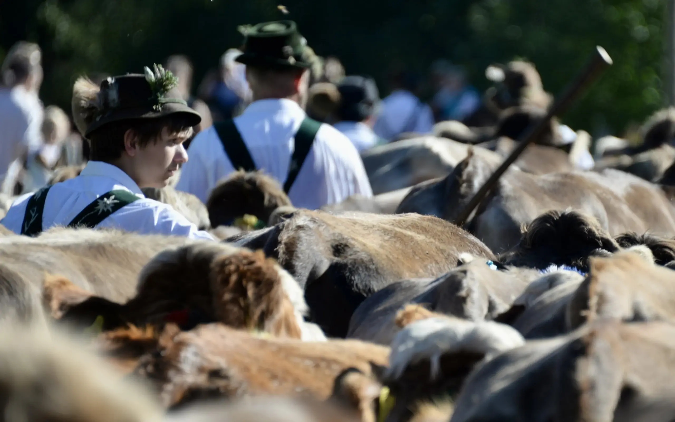 Viehscheid in Gunzesried