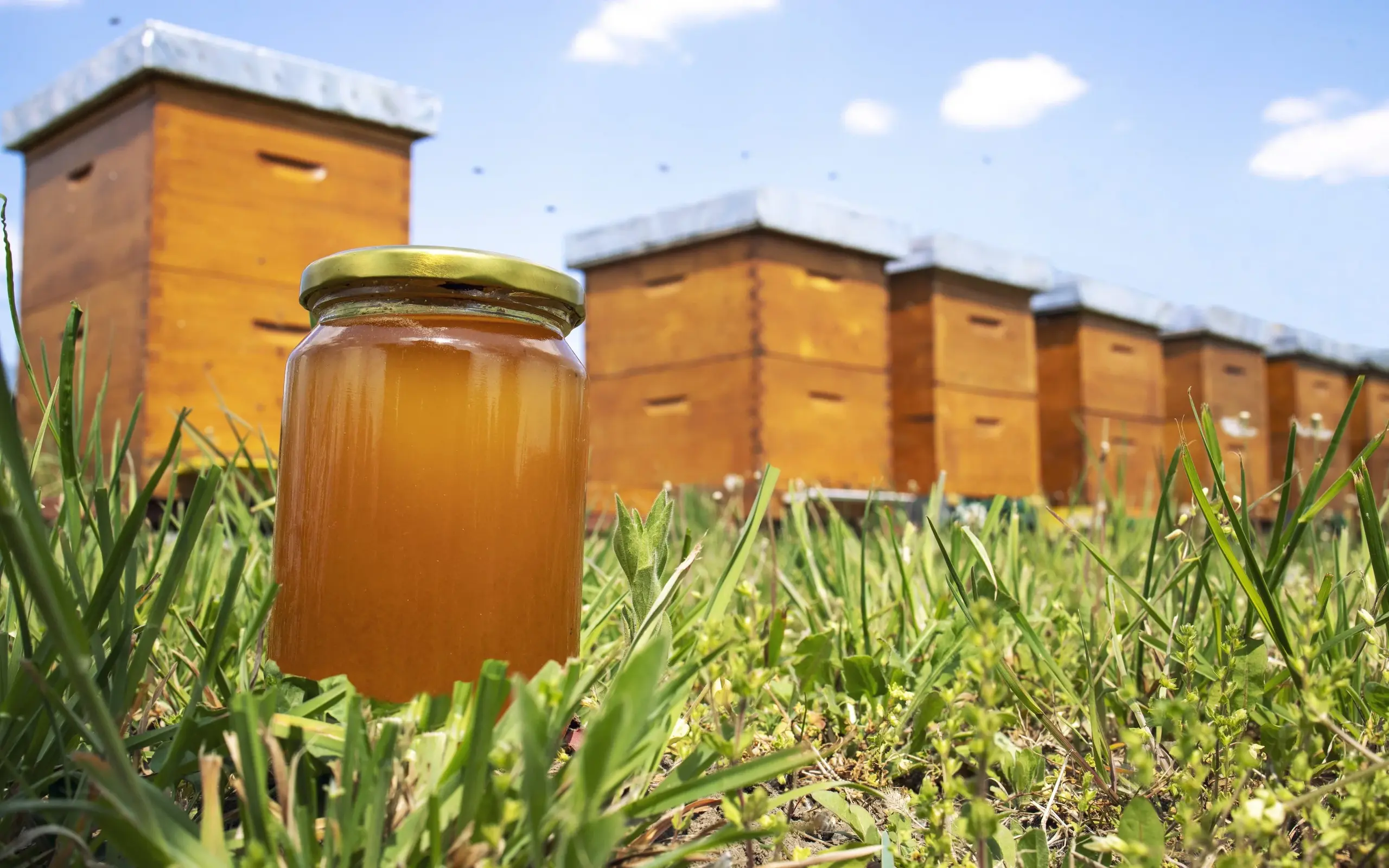 Honigglas und Bienenstöcke auf einer Wiese im Frühling