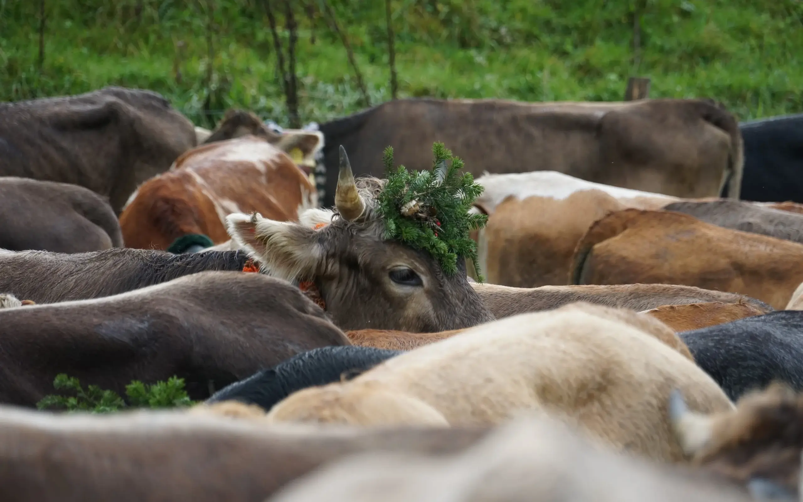 Viehscheid in Gunzesried
